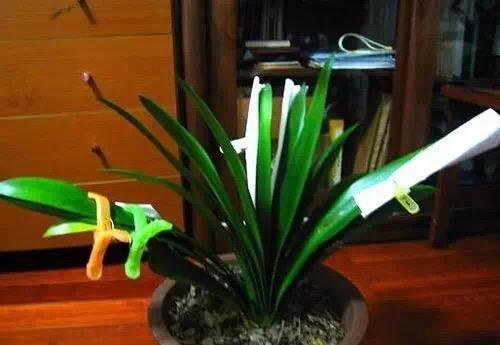 君子兰长歪了怎么补救,君子兰花箭不在中间被叶压歪了