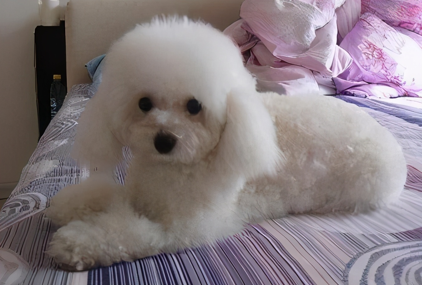 最受欢迎的泰迪熊,最受欢迎的泰迪颜色