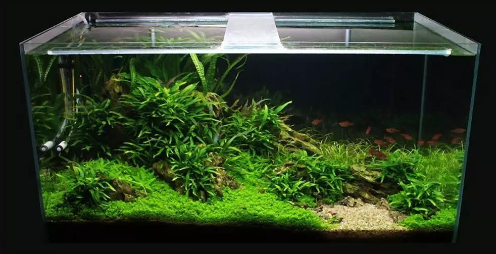 三角形构图水族造景,水族造景构图黄金比例