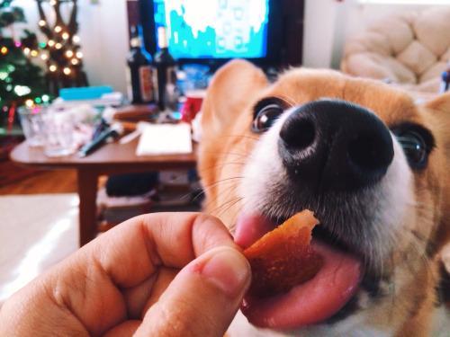 狗狗最怕的是它最爱的人,狗狗不愿意亲近主人是什么情况