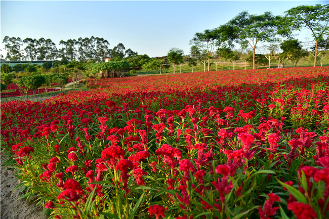 花都美林湖景区,广州花都美林湖攻略