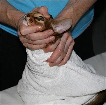 猫咪的眼炎怎么滴药,猫咪的眼部疾病有哪些