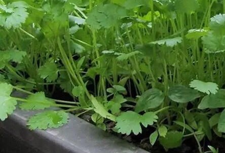 阳春三月看杨花,阳春三月看花香