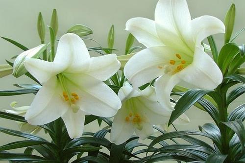 绿色百合的花语,百合与玫瑰花语