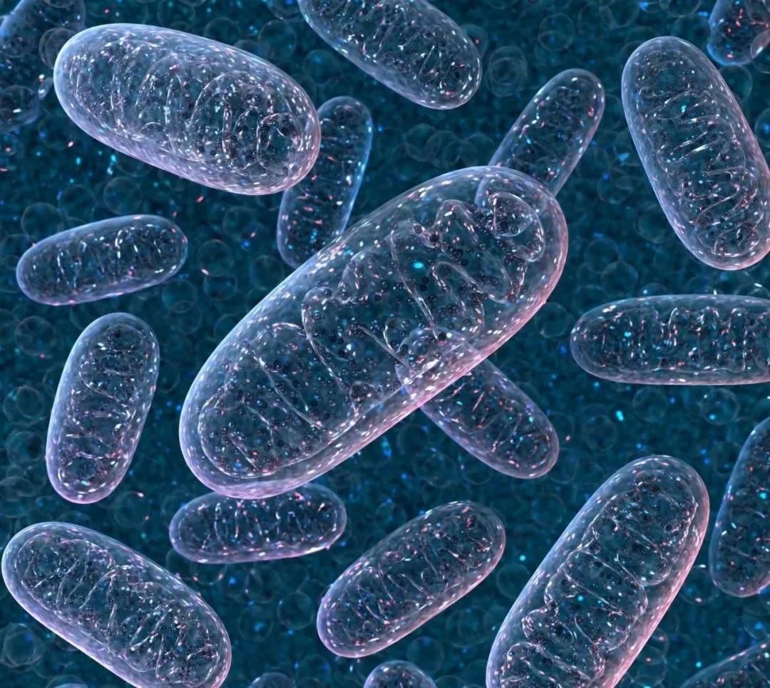 新发现：卵子会对某些人的精细胞更加偏爱，甚至可为其“开后门”