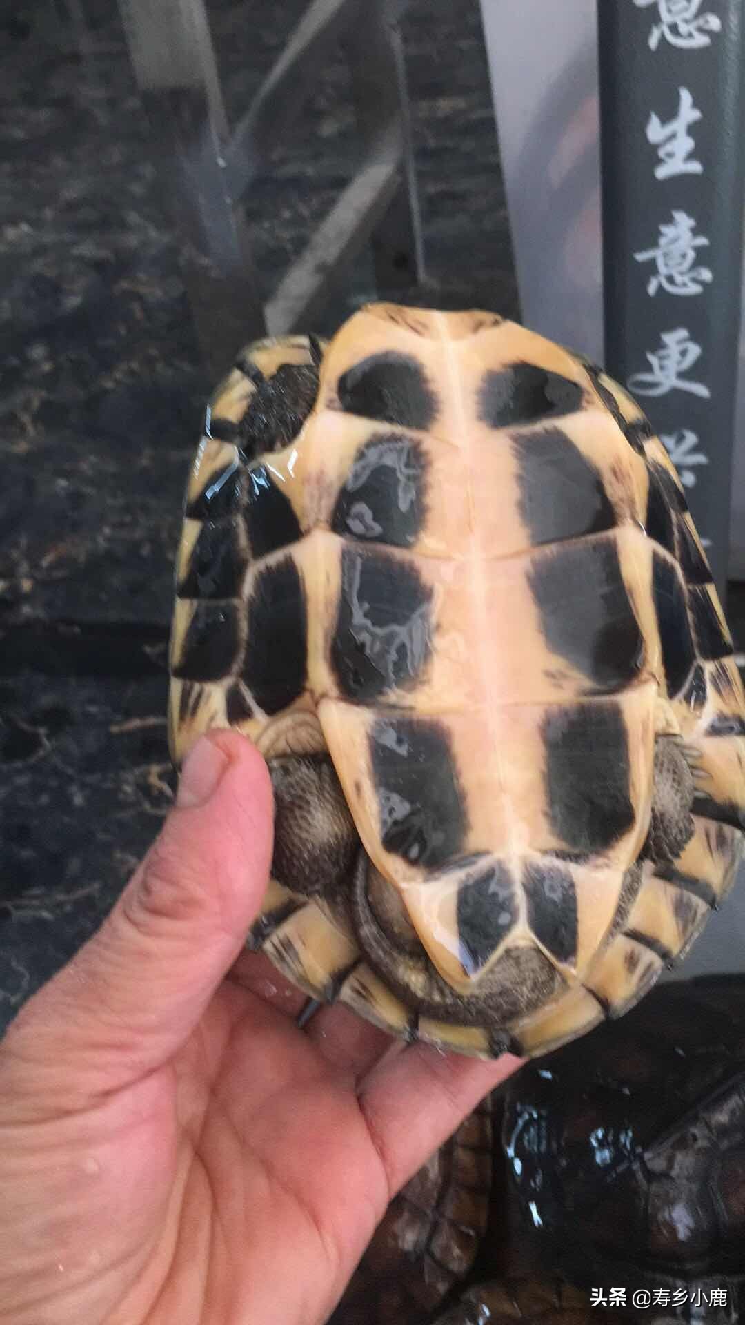 石金钱龟也叫黄喉拟水龟吗,黄喉拟水龟和石金钱龟通灵性吗