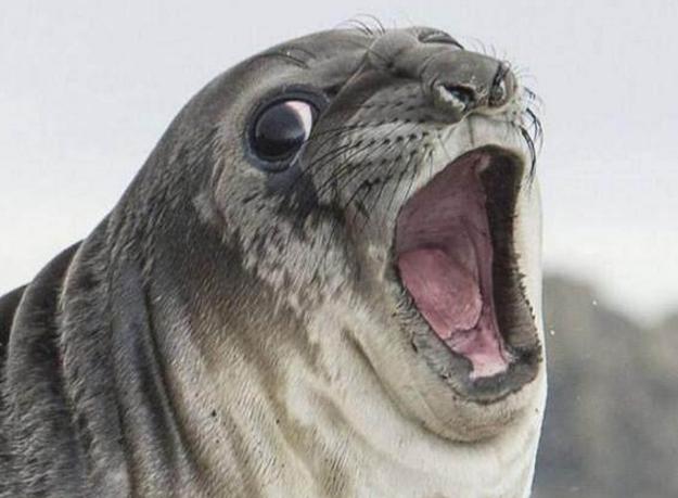 30张搞笑图片gif,笑晕过去搞笑图片