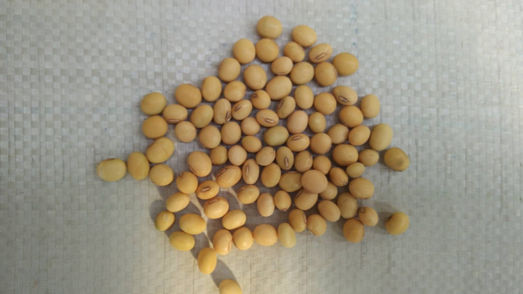 大豆振兴工作思路,振兴大豆正宗配方