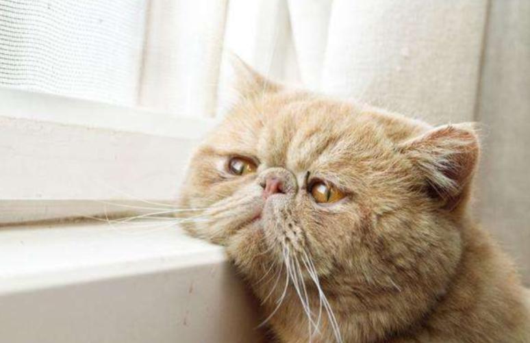 猫咪便便臭有血,猫咪呕吐便便很臭是怎么回事