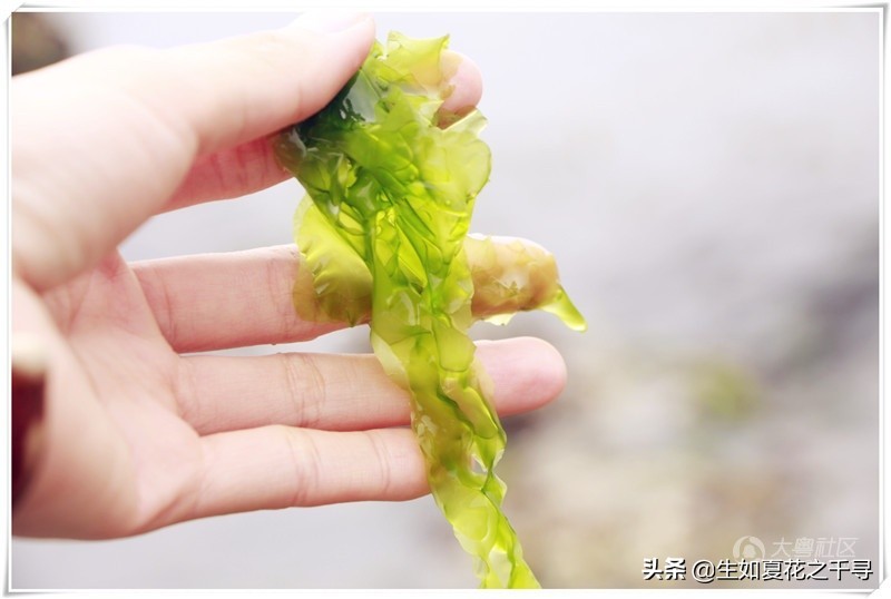 深圳市杨梅坑美人鱼拍摄基地,深圳大鹏杨梅坑美人鱼拍摄地点