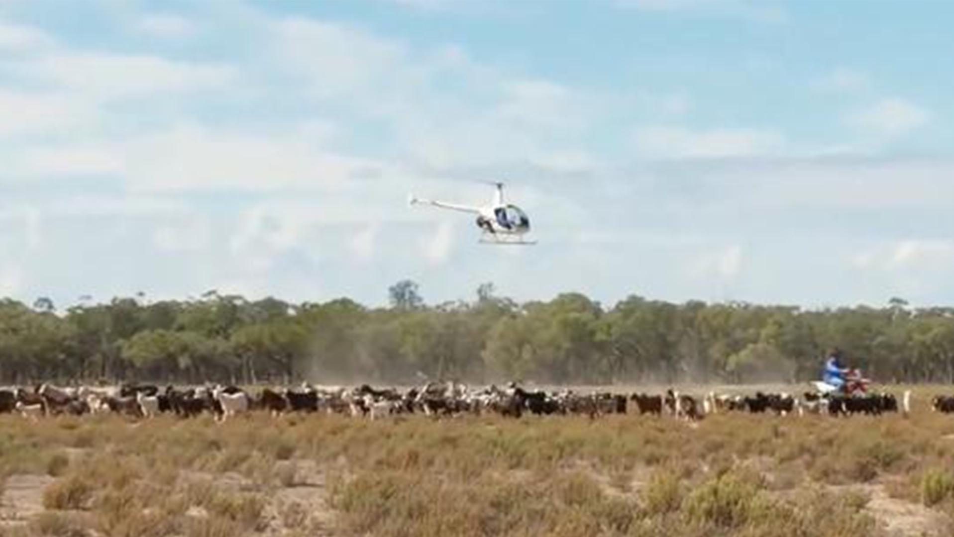 澳大利亚野山羊为什么不出口,澳大利亚野山羊不能吃吗