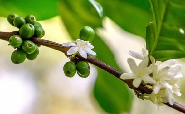 胡椒木盆景的养殖方法和技术图片,胡椒木盆景的造型都有哪些