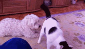 猫咪放屁臭搞笑,小小的猫咪放屁怎么那么臭啊