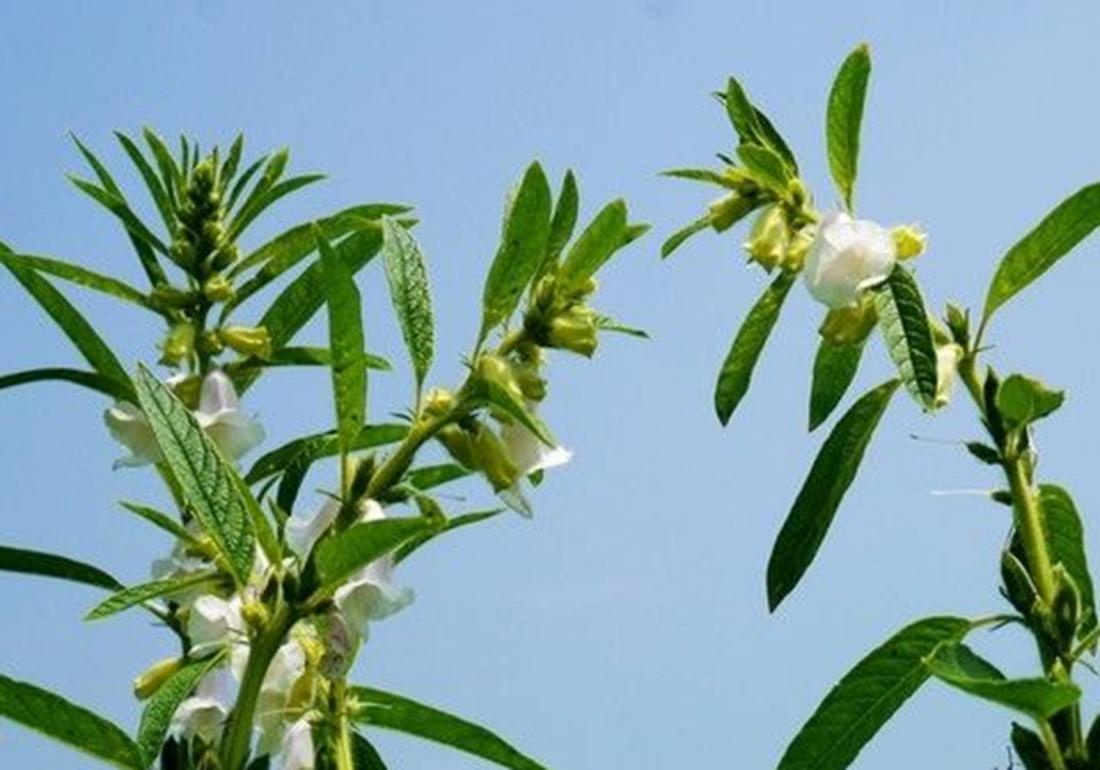 芝麻种植技术和收割方法,芝麻能重茬种植吗