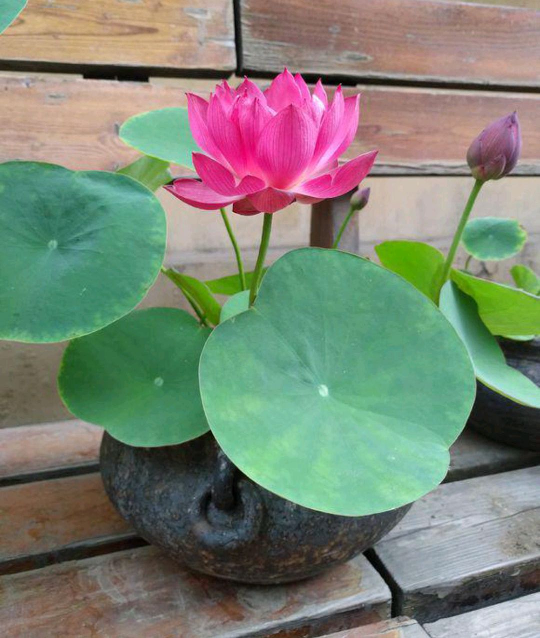 好养的盆栽花卉大全,人养花花