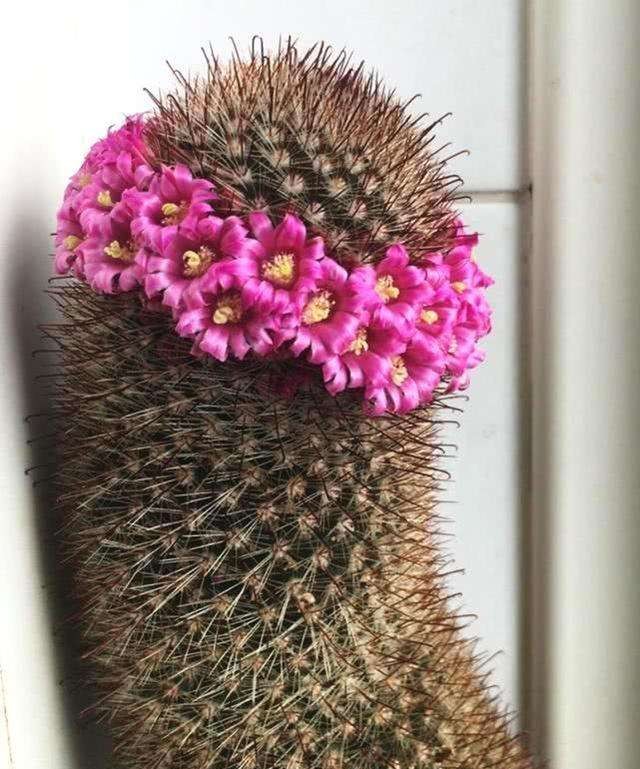 十个仙人球,最新30个仙人球品种