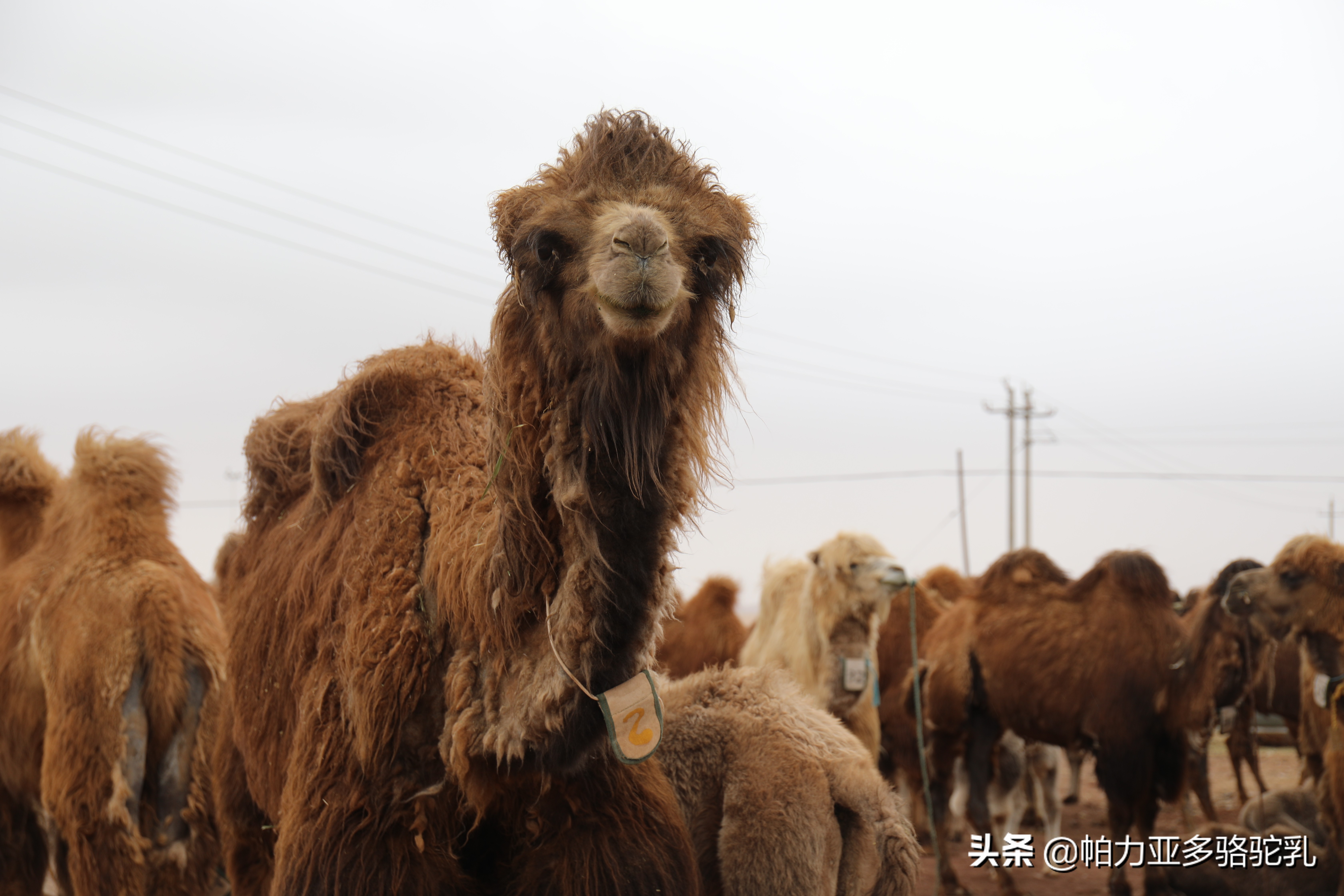 花麒骆驼奶粉是全国十大品牌吗,骆驼奶粉俄罗斯品牌