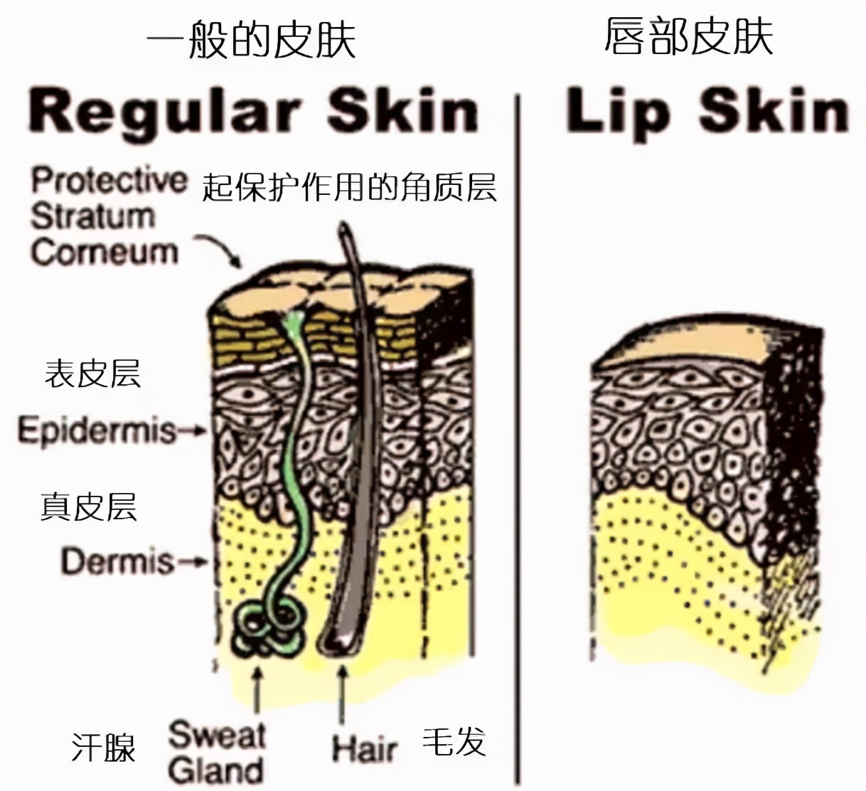 嘴唇越舔越干变黑,嘴唇越舔越干还起皮是什么原因