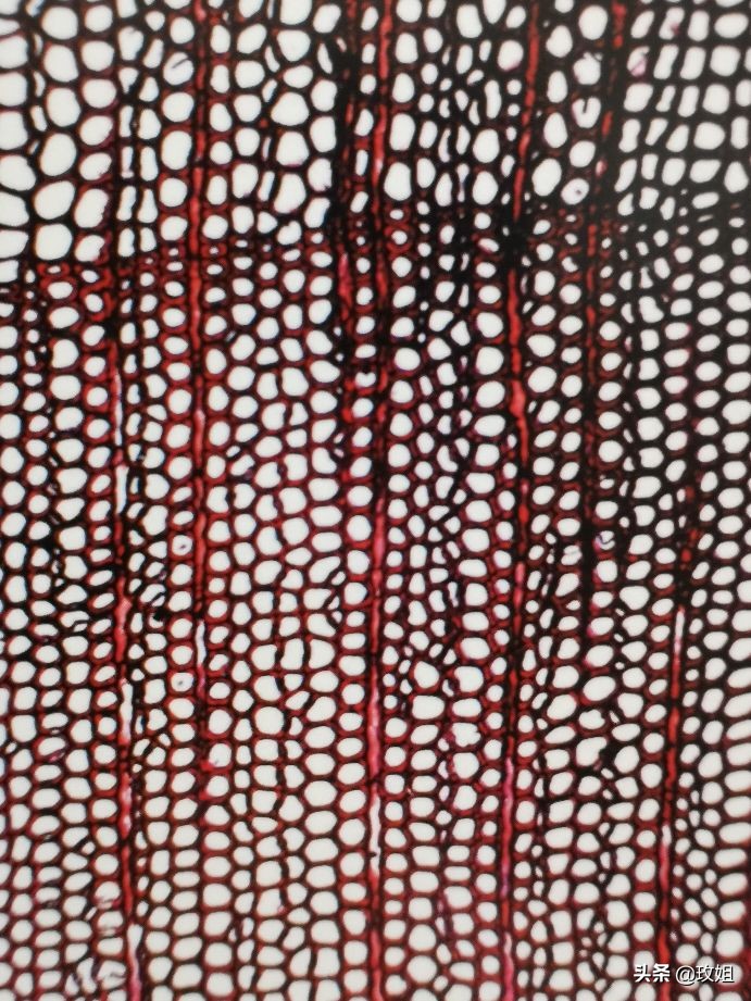 阴沉木和乌木是同一种木吗,阴沉木是什么木