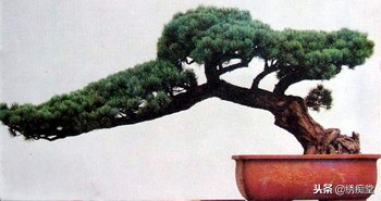 丛林式盆景欣赏,盆景欣赏及制作