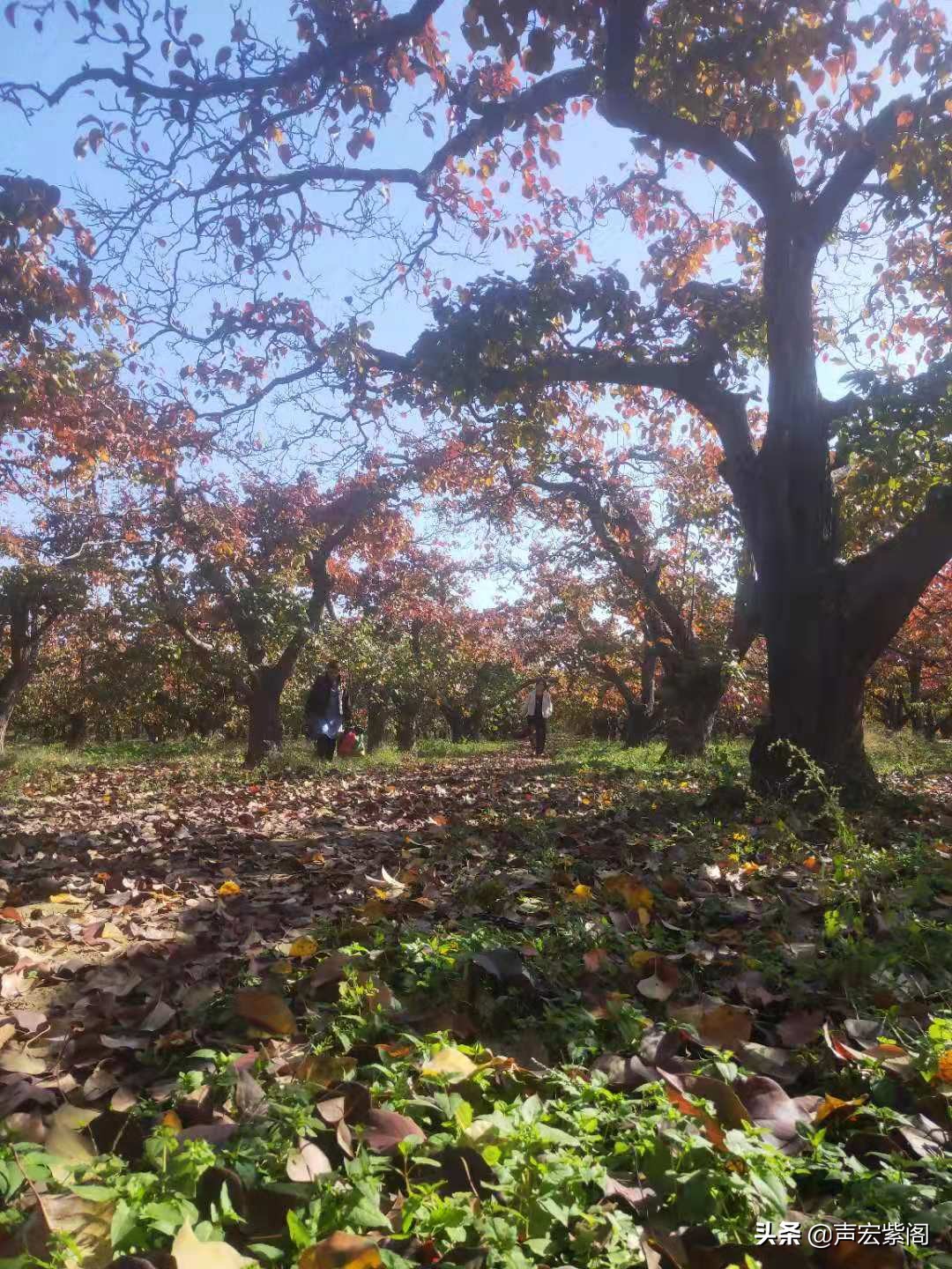 红楼梦给秦可卿开的药方的含义,红楼梦薛宝钗劝贾宝玉饮热酒