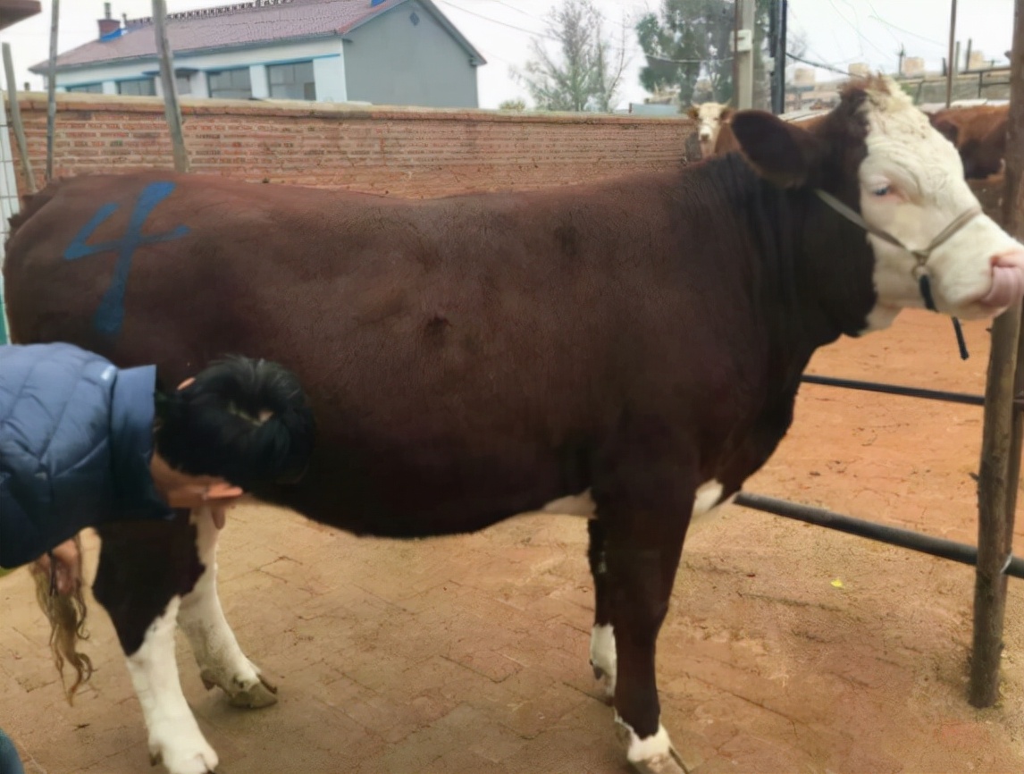 通过牛尿如何检测母牛是否怀孕,判断牛怀孕最简单方法