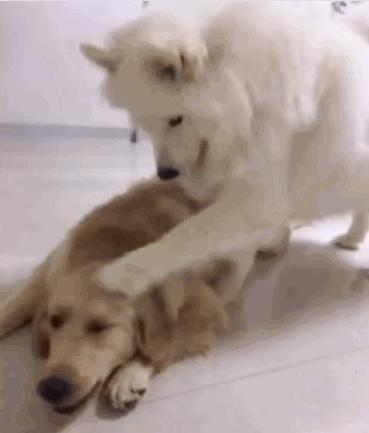 萨摩耶可爱背后的真相你了解吗,养萨摩耶的真实心酸