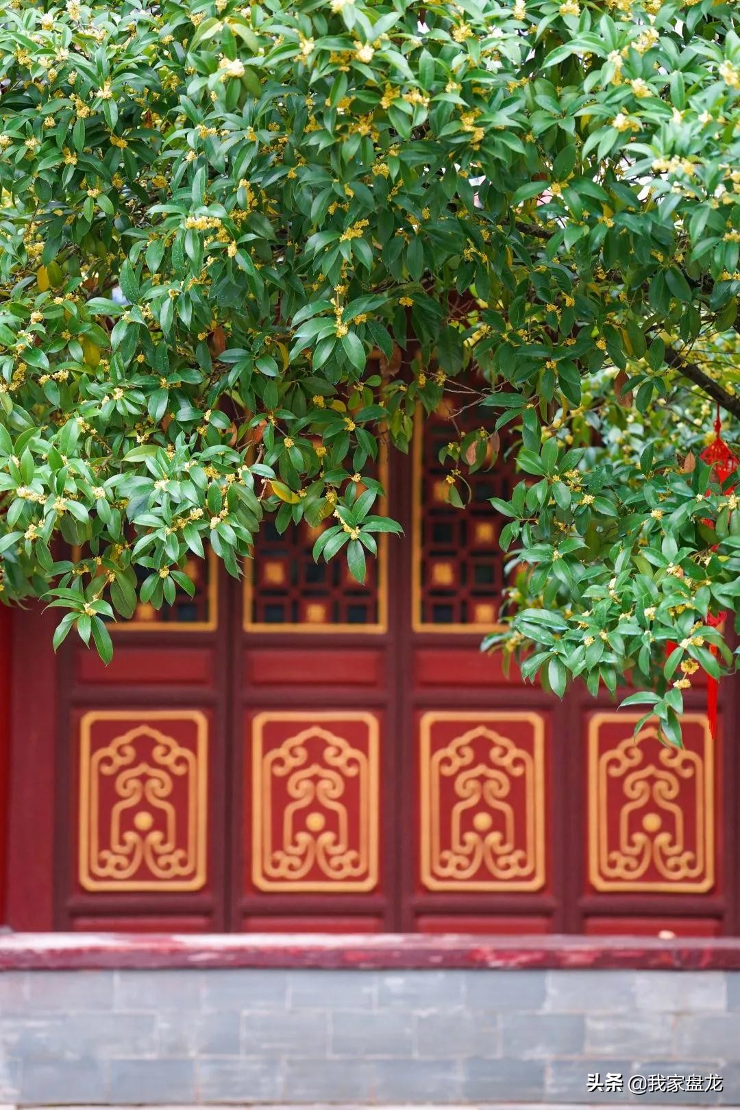 在盘龙的桂花香里，亲吻这个秋天|黑龙潭公园美图大赏