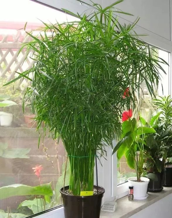 十种像文竹一样的植物,类似竹不叫竹的绿植都有什么