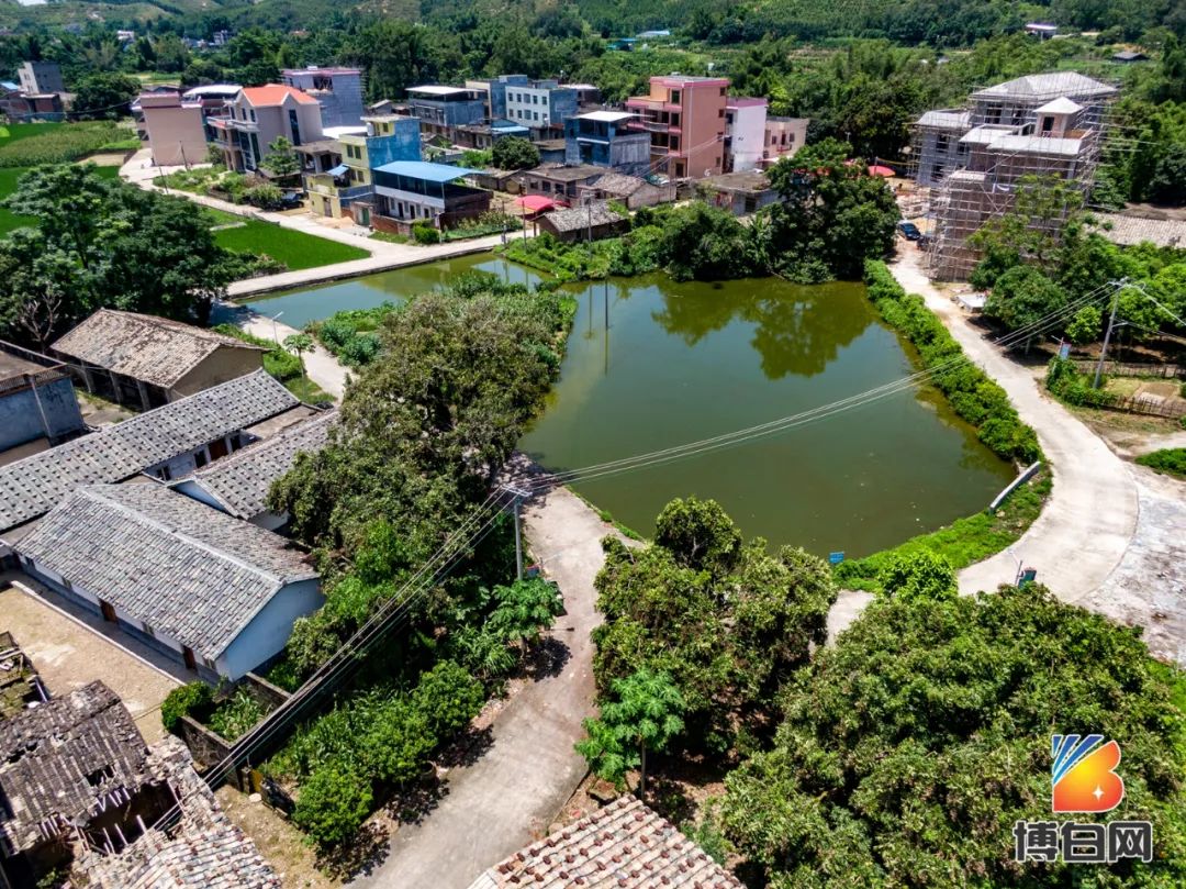 活久见！快成精了？博白发现明朝古树，至今600多年