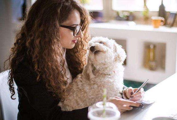 经验总结饲养比熊犬要提防这几点,如何正确饲养比熊犬5大注意事项