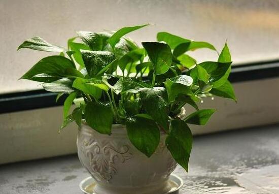 绿萝养殖方法和注意事项和技巧,绿萝的养殖方法和注意事项有什么