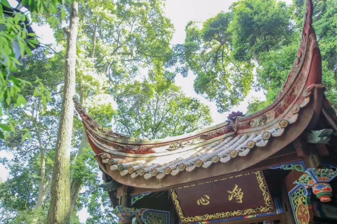 青城山熊猫谷都江堰一日游攻略,熊猫谷青城山都江堰一日游攻略