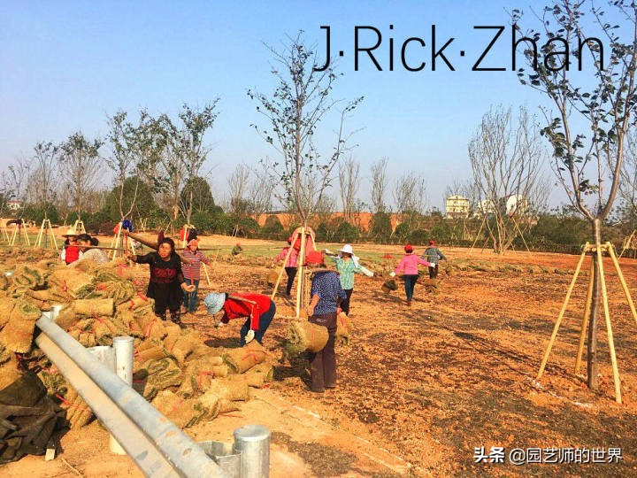 适合北方庭院种植的低矮草坪,家庭庭院怎样混搭种植草坪和蔬菜