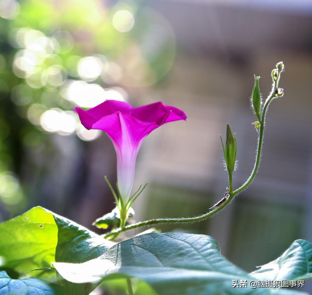 怎么拍牵牛花拍出大片的感觉,牵牛花拍照教程