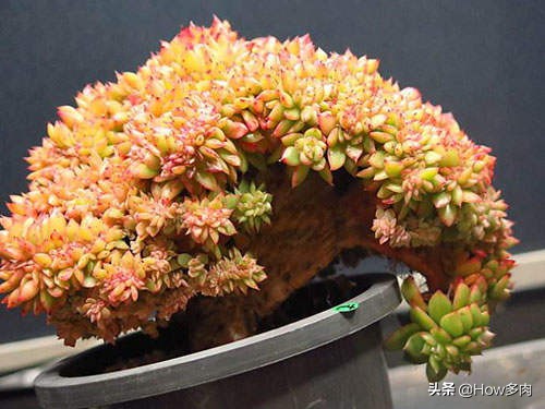 最容易缀化的多肉品种,多肉科普大全图片