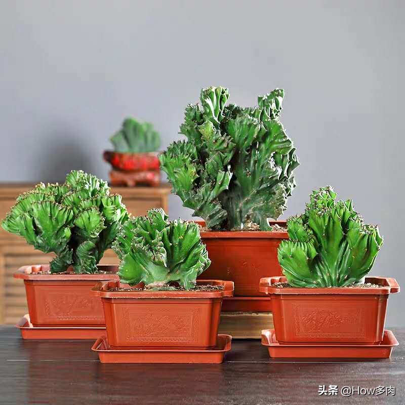 寓意平安富贵的客厅绿植,寓意招财进宝的绿植