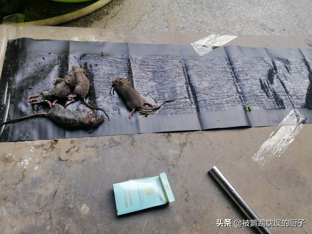 家里养的鹦鹉突然消失,家里养的鹦鹉总掉毛是怎么回事啊