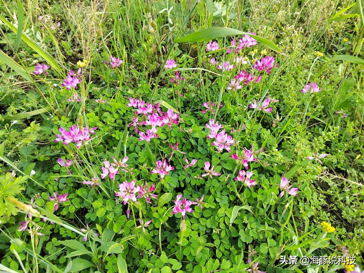 7000毫安大电池鸿蒙,华为鸿蒙2.0手机评测