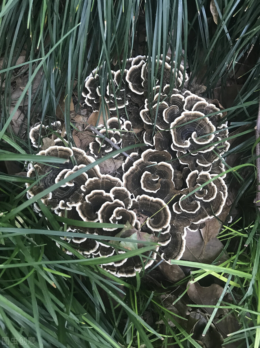 云南常见野生菌鸡屁儿菌,云南野生菌紫头菌