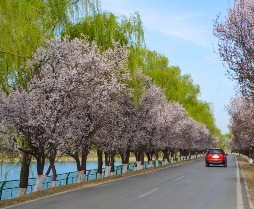 济南周边春天赏花全攻略,济南春日赏花攻略已送达