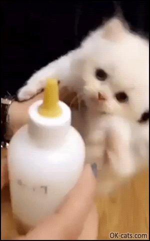 养小奶猫需要准备什么用品,家猫小奶猫怎么养活