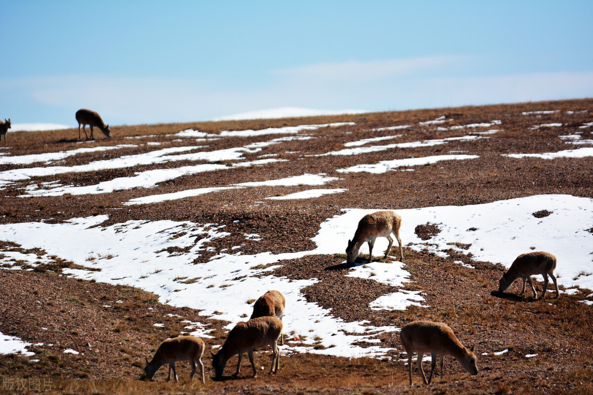 藏地18天旅游攻略,川藏10天旅游攻略