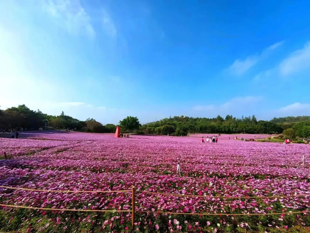2023年春节厦门旅游现状,春节去厦门过年怎么过
