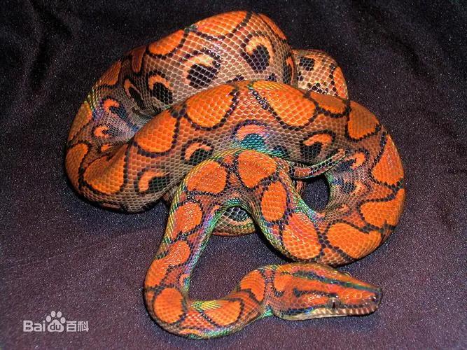 妖怪名单500集,妖怪名单第51集完整版