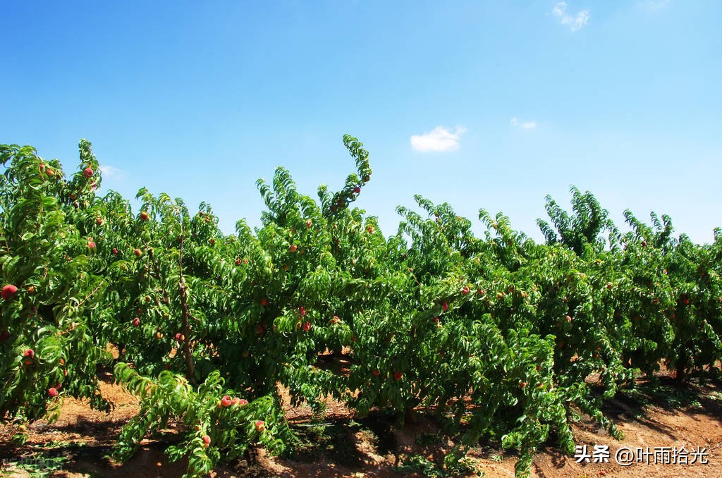 桃流胶病与穿孔病的区别,桃流胶病