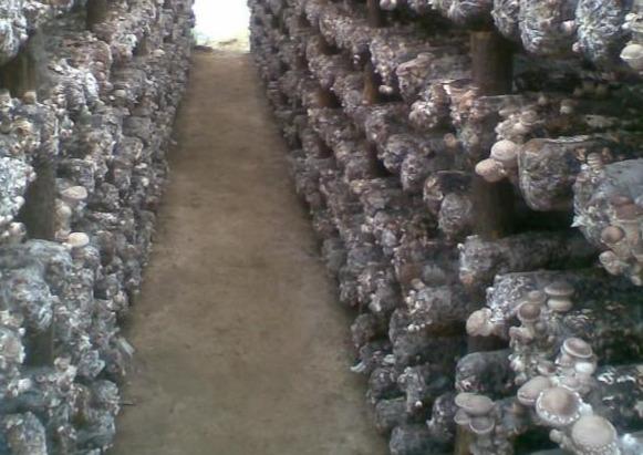 农业种植致富项目有什么,种植致富创业项目