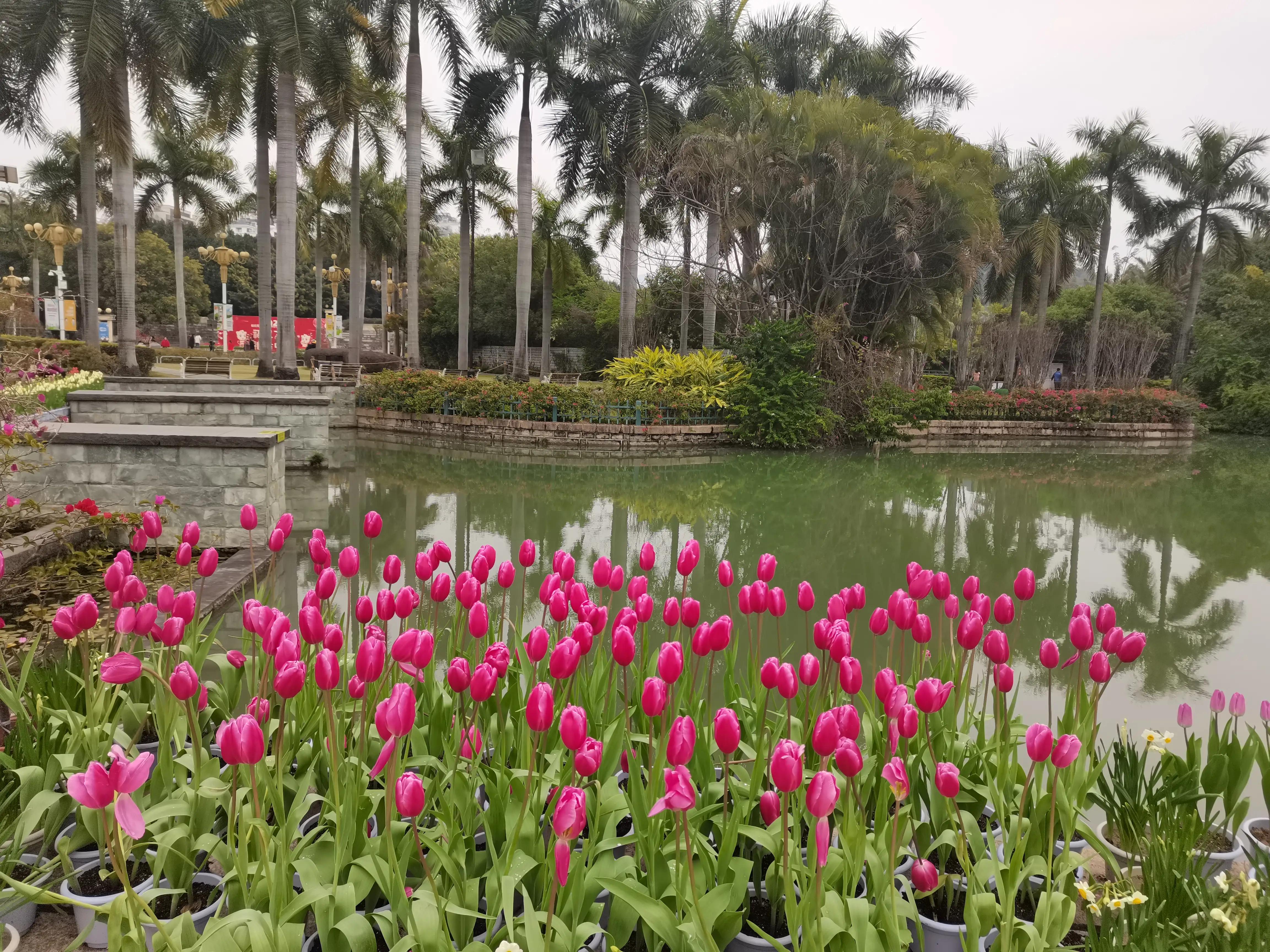 福州郁金香温泉公园,福州花海公园郁金香