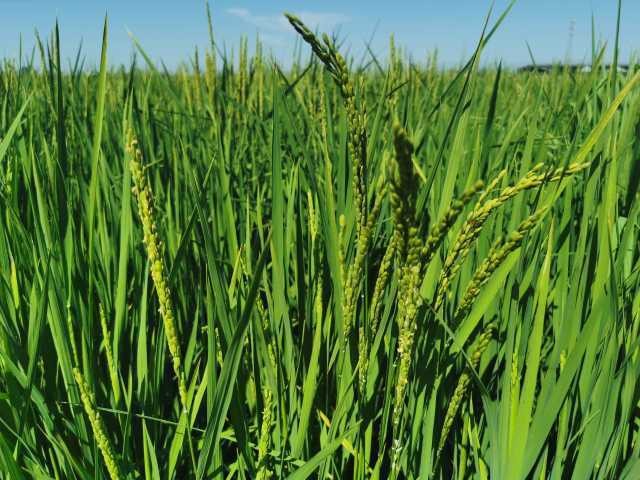 米糠营养价值研究,农业技术益处