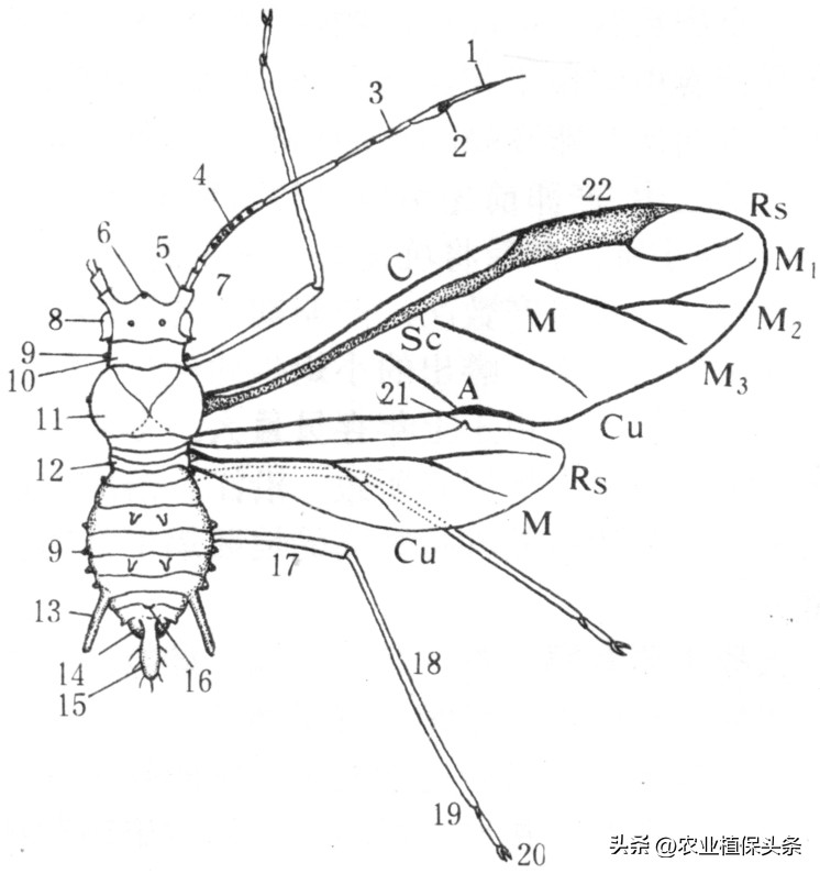 昆虫和害虫种类,昆虫和害虫的分类